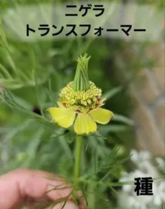 【一年草】ニゲラ　トランスフォーマー　花の種　40粒　ニゲラでは珍しい黄花のサムネイル