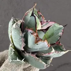 2026年最新】アガベ bb錦の人気アイテム - メルカリ