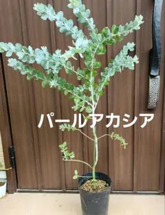 ボリューム苗♡パールアカシア ナチュラル樽型鉢植え ミモザ 苗