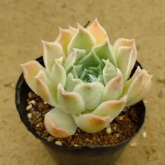 月影の宵×リンゼアナ おらいさん青札 多肉植物 抜き苗 - メルカリ