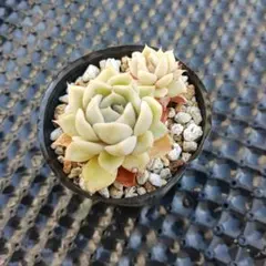 ミックスベリア プリンセスティアラ おらいさん 抜き苗 多肉植物