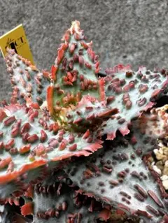 アロエハイブリッド　グロリアスドラゴン　第四種　x6 2025年最新】Aloe グロリアスドラゴンの人気アイテム - メルカリ