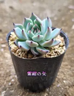 ブルーバニラ 札のみ ミックスベリア おらいさん苗 多肉植物 - メルカリ
