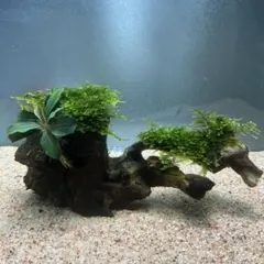8番！紅藻付き！石灰藻が付着した石 海藻 石 岩 海 アクアリウム