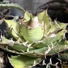 オテロイ実生　選抜　ロウルサンコ産 バ*ク様 アガベ オテロイ実生 ロウルサンコ種子 全部