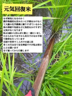 お得】長崎県島原半島産ひのひかり玄米20㌔ - メルカリ