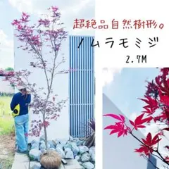 超絶品。山採りツリバナマユミ本株大株立ち2.2M(鉢底から) - メルカリ