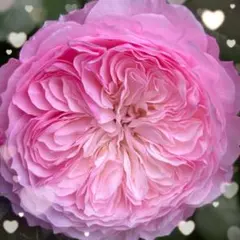 レア 【バラ挿木苗】 DA ER ロザリンド 切花 廃盤品種 希少 バラ 苗 ④