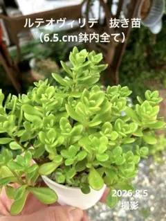 多肉植物　ルテオヴィリデ　抜き苗 （6.5cm鉢内全て）のサムネイル