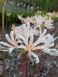 Maiko様 リクエスト 2点 まとめ商品