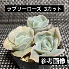 多肉植物 ❣️ ラブリーローズ 3.5号鉢抜き苗 - メルカリ