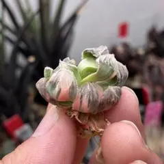 発根済‼️極上班‼️多肉植物 ハオルチア オブツーサ錦 水中月錦 抜き苗