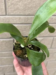 P.veitchii pedro tatsuta spore ビカクシダ - メルカリ