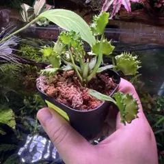 食虫植物のハエトリソウ、Dionaea muscipulaのサムネイル