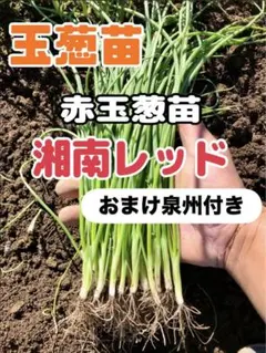 麒麟様 リクエスト 3点 まとめ商品