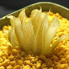 期間限定出品！】ハオルチア 「出藍」 H. 'Shutsuran' 多肉植物 - メルカリ