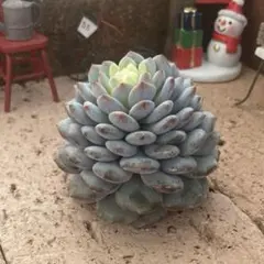 ひろ様 リクエスト 2点 まとめ商品