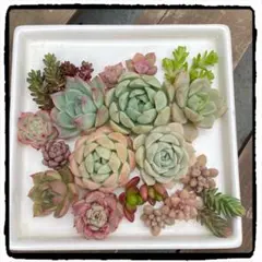 多肉植物カット苗詰め合わせ
