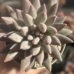 金魚姫　大苗　抜き苗　多肉　エケベリア 韓国苗　サボテン