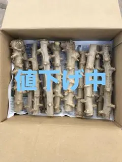 沖縄本島産 イエロースイート系 キャッサバ 苗 タピオカ 10本 挿し木苗