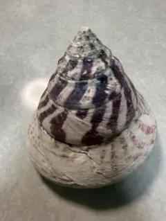 貝殻
