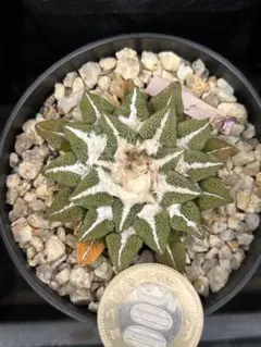 Aztekium アズテキウム 紅籠 サボテン 鉢のまま発送 タグ付き - メルカリ