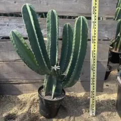 売り切越冬　柱サボテン　鬼面角　発根　ドライガーデン　ウチワサボテン　オリザバ 売り切越冬 柱サボテン 鬼面角 発根 ドライガーデン ウチワサボテン