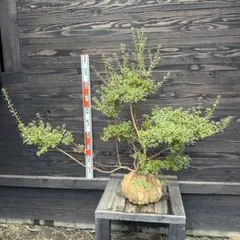 わっさん様 リクエスト 3点 まとめ商品