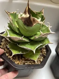 アガベ　トリケラトプス　白犀牛 アガベ チタノタ '白犀牛' Agave titanota 'white rhino