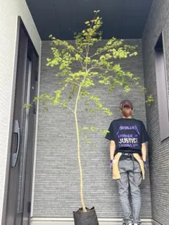 2026年最新】コハウチワカエデの人気アイテム - メルカリ
