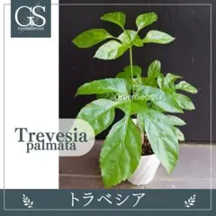 希少珍種 トレベシア パルマータ 観葉植物 630 - メルカリ