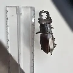 クワガタ標本 約60mm【ミヤマクワガタ】国産昆虫