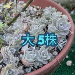 ニゲラ ホワイト 5苗 - メルカリ