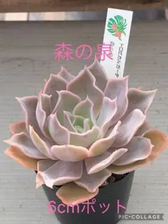多肉植物 メロン錦♡抜き苗 多肉植物 メロン錦♡抜き苗 - メルカリ