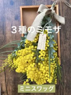 ３種のミモザ(銀葉アカシア、フロリバンダ、三角葉)のナチュラルミニスワッグ