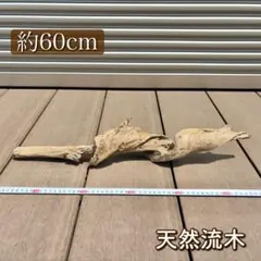 【希少 ねじれ】天然流木｜アク抜き・天日干し済｜アクアリウムや爬虫類の登り木に