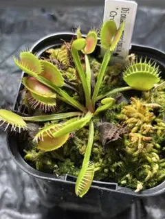 N*e様 ハエトリソウ ダブル ケルベロス CK 食虫植物 - メルカリ