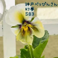 2025年最新】神戸べっぴんさんビオラの人気アイテム - メルカリ