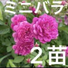 ミニバラ　ピジョンブラッド ミニバラ ピジョンブラッド - メルカリ