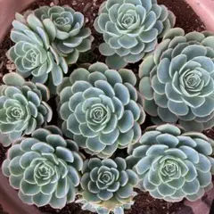 2025年最新】多肉 七福神の人気アイテム - メルカリ