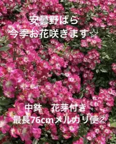 鉢ごとメルカリ便発送 バラ苗 バラの滝 薔薇の滝 ウティガルト 長尺苗