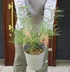 憧れのミモザの希少品種 ☘ シダレミモザ アカシア ☘ 枝垂れ 苗