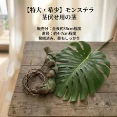 極太モンステラトップ部分 茎45cm 親株写真あり - メルカリ