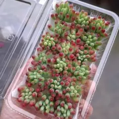 26寄せ植えにおすすめ多肉植物乙女心18個小さめカット苗