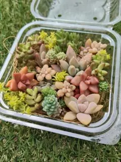 多肉植物カット苗セット②