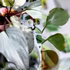 2026年最新】Homalomena sp. Velvetの人気アイテム - メルカリ