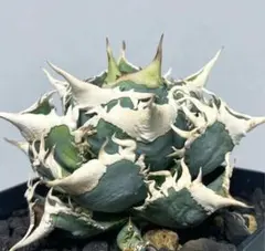 2025年最新】大白鯊 アガベの人気アイテム - メルカリ