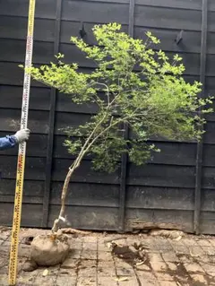 ドウダンツツジ『特大』。引き取り限定❗️近畿地方のみ配達も可能