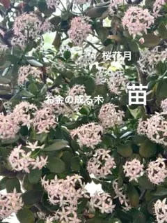 お金の成る木　苗のサムネイル