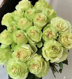 ⭐️購入前必ずコメント下さい　レア　切り花品種　四季咲きバラ苗　② 超レア バラ苗 四季咲き - メルカリ